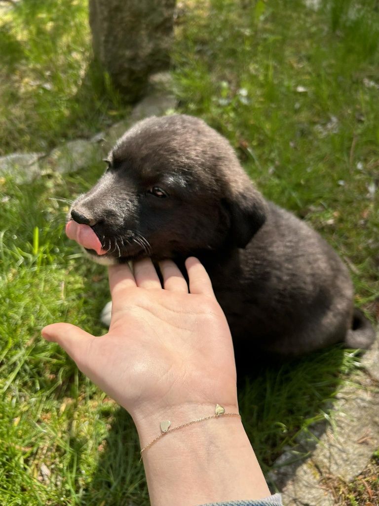 Karelski pies na niedźwiedzie suczka
