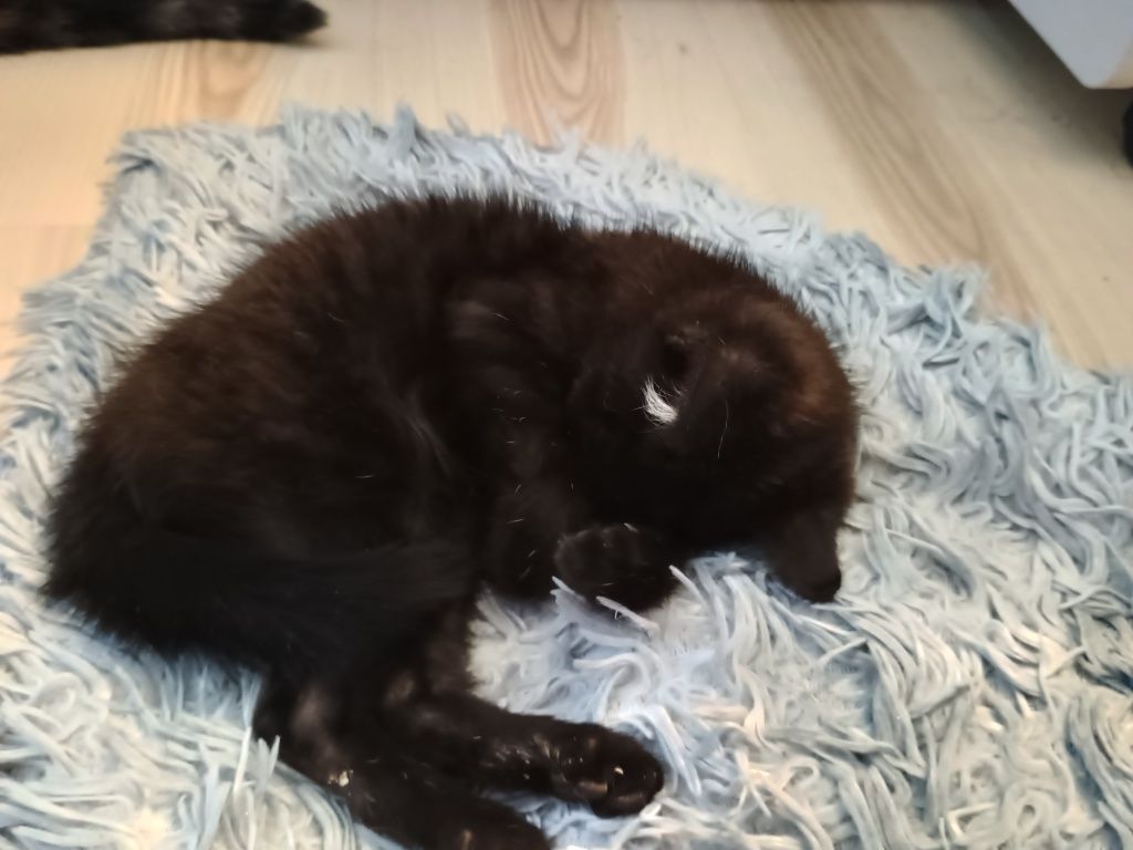 Kotka Megi do adopcji
