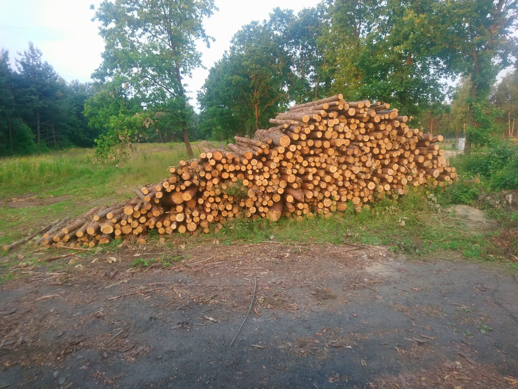 Drewno Brzoza Dąb S2a, kłoda o dł 2,5m - kominkowe, opał, wałki, metry