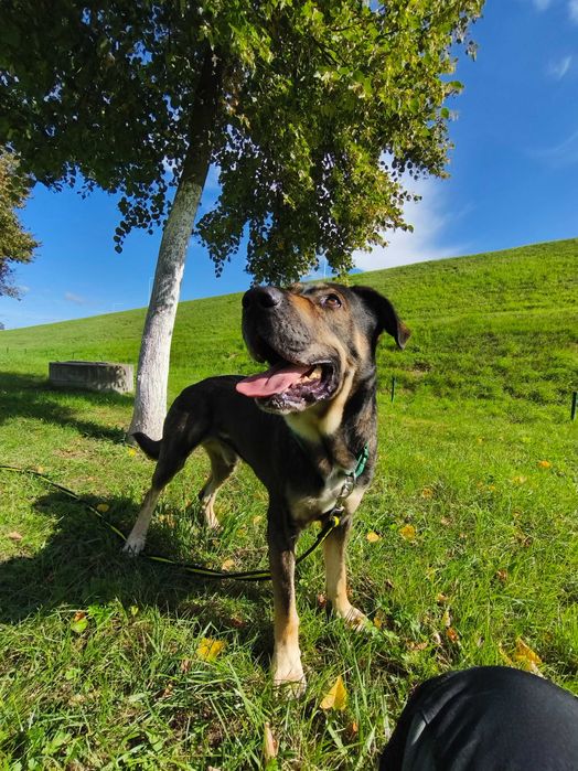 4 letni Wulkan - owczarek środkowoazjatycki do adopcji