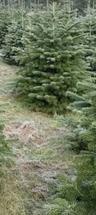 Choinki z dowozem do mieszkania choinki z dostawą do domu świerk jodła