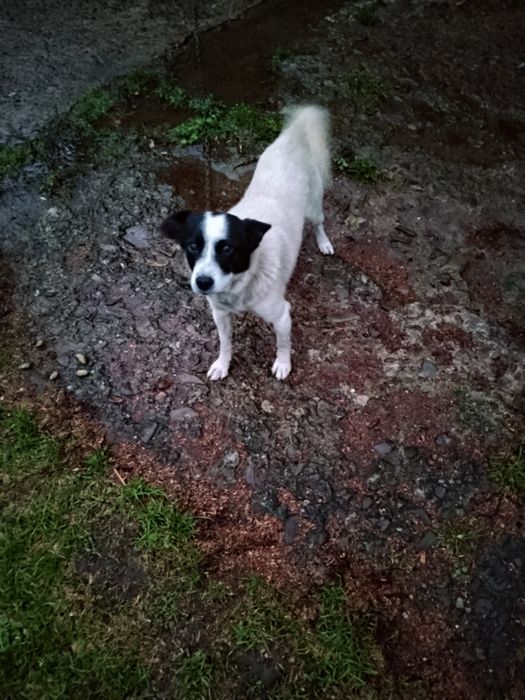 Oddam rocznego pieska