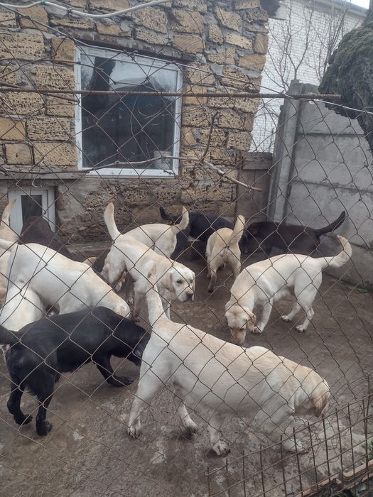 Продаються щенки лабрадора