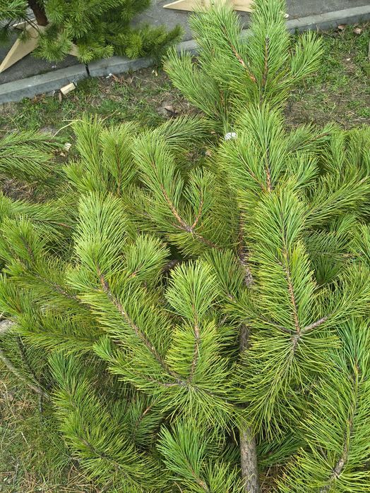 Сосна кримська місто Дніпро опт роздріб