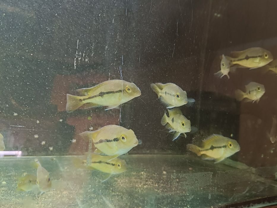 Pielęgnice nikaraguańskie