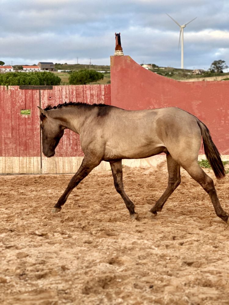 Poldro Lusitano Puro - Potro Bay Blue book Complet Ortigao coast lines