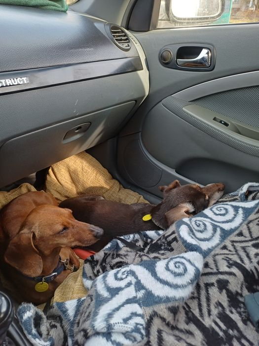 В ПОЛЬШУ индивидуальная перевозка животных