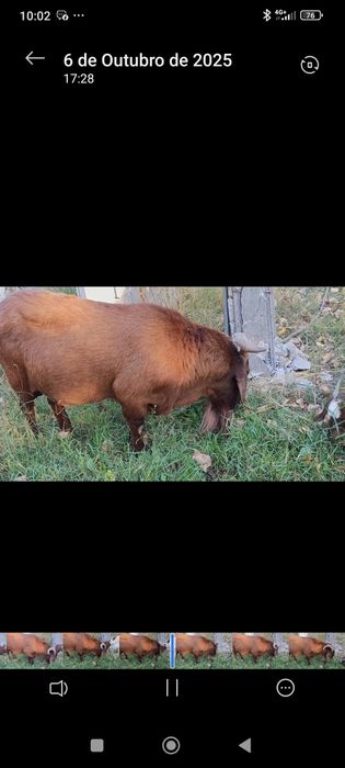 Vendo Boer Kalahari