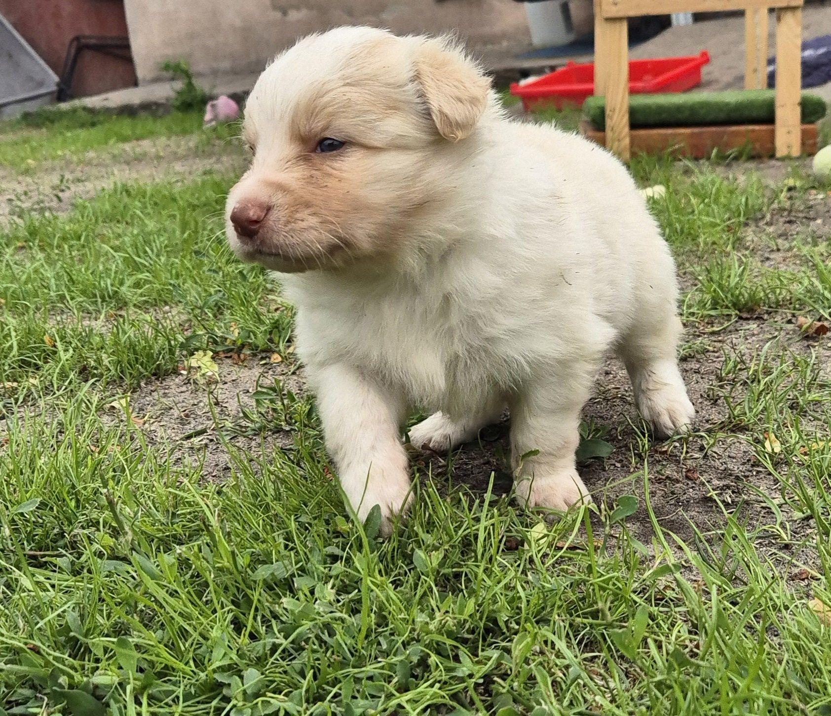 Border collie ee red