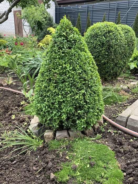 Самшит  зформовані кущі
