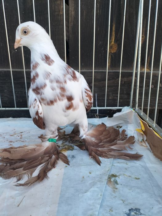 Parka ładnych widymów