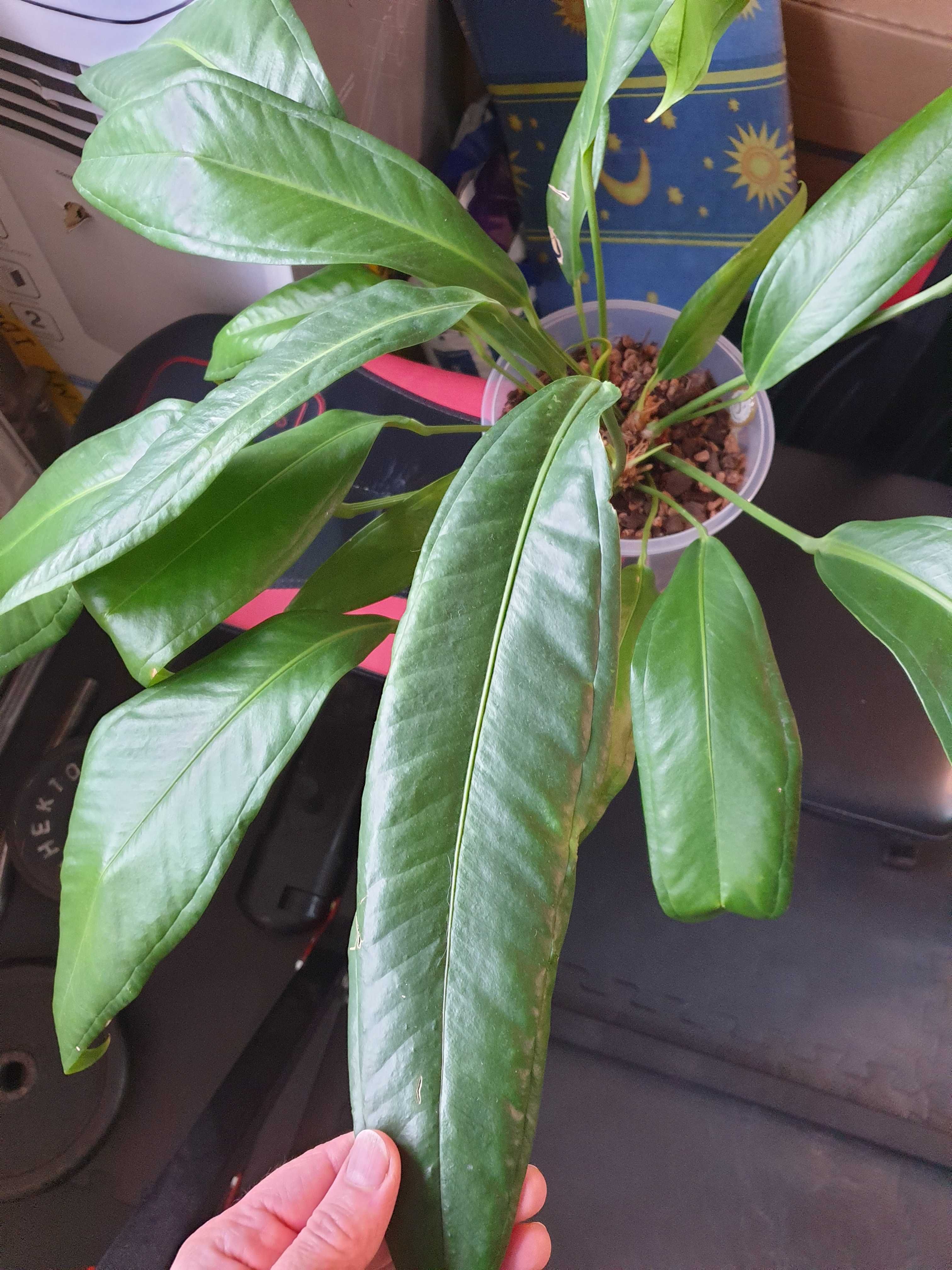 Anthurium Bakeri