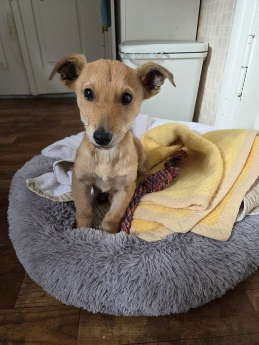 Отдам в хорошие руки