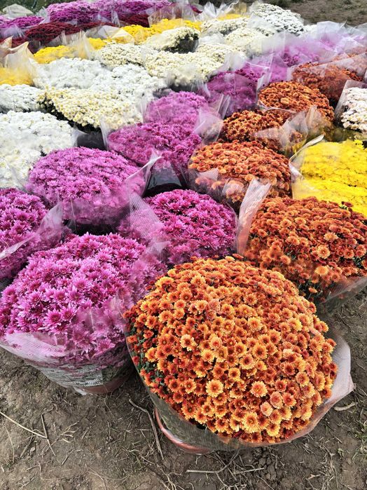 Chryzantemy drobnokwiatowe