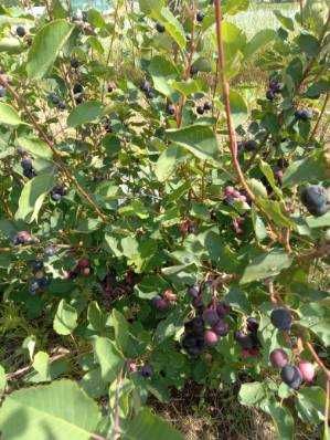 Świdośliwa-sadzonki z gruntu