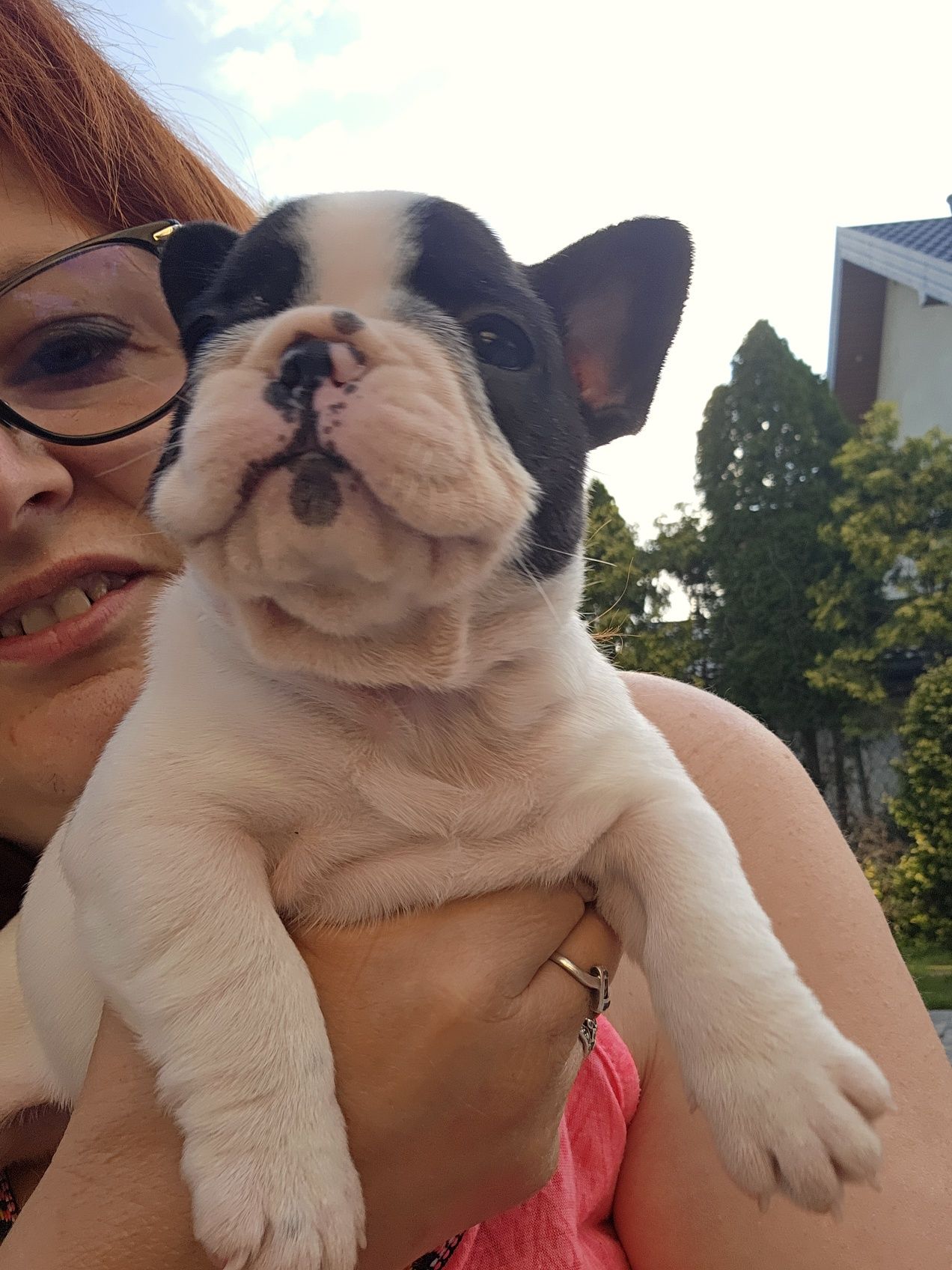 Buldog Francuski