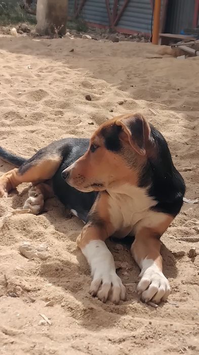 Dá-se cachorrinha para adopção responsável