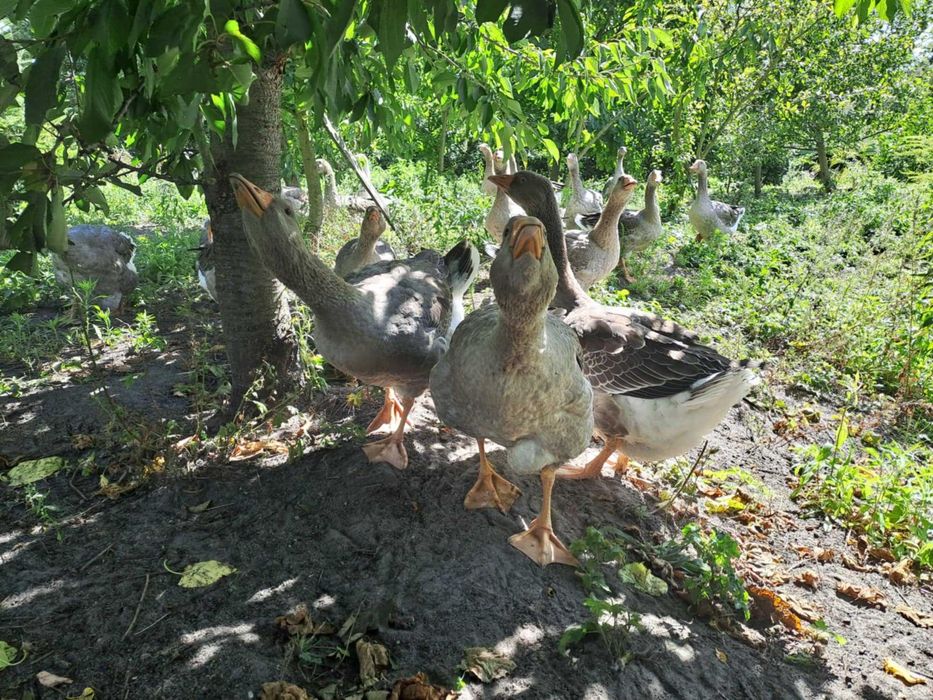 Gęś, Gąski, Gąsior, Gęsi Landes