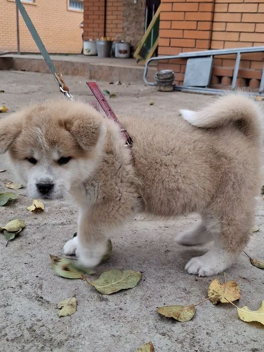 Мальчики с документами КСУ