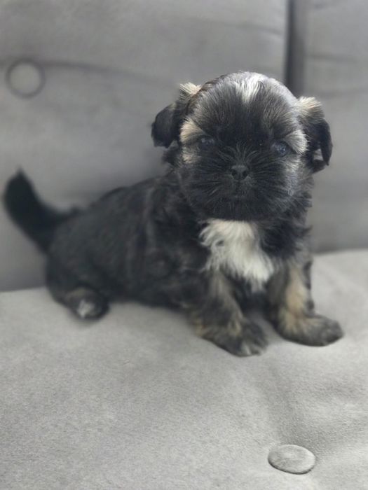Sliczne piesek Shih Tzu !