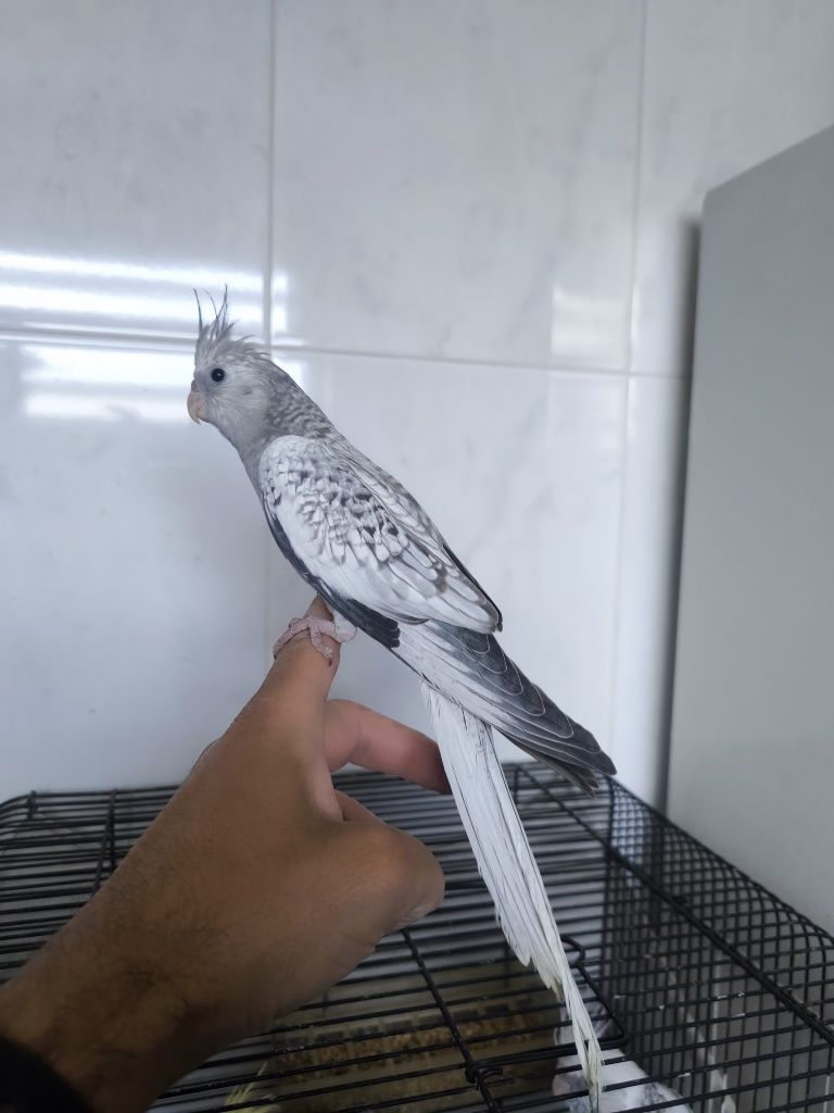 Caturras domesticadas