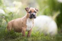 American Staffordshire terrier Amstaff ZKwP FCI