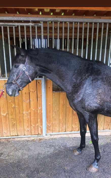 Poldro cavalo puro sangue lustinao