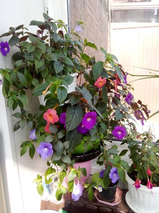 Ахименес  комнатный.