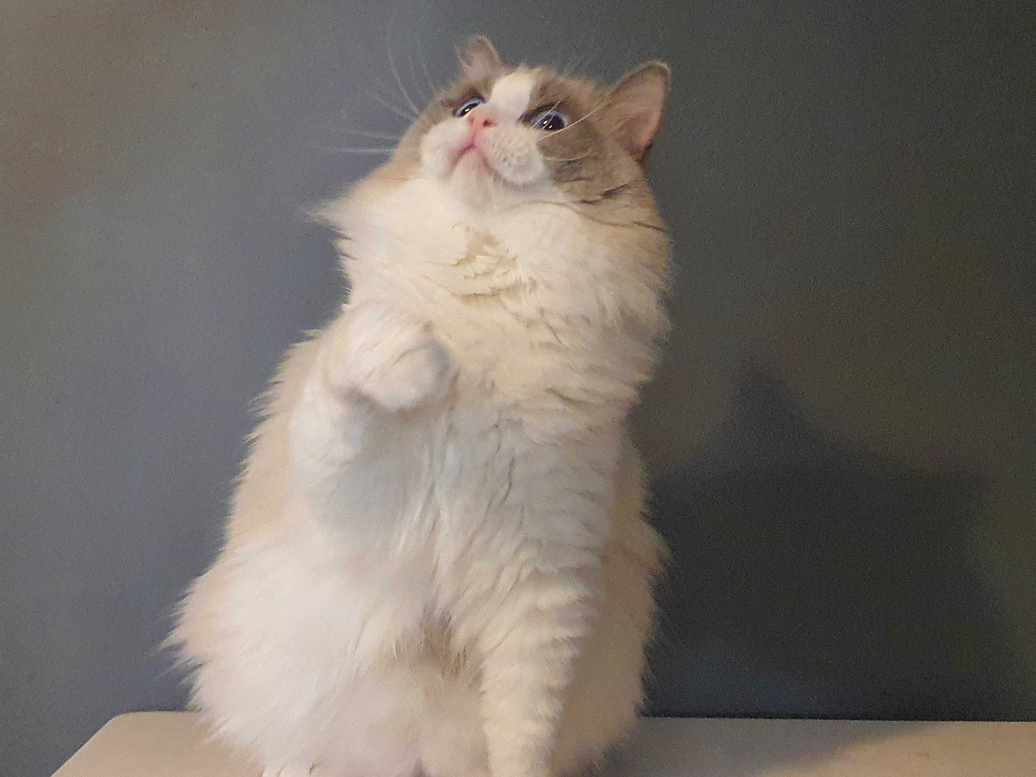 Ragdoll przepiekny kocurek blue bicolour wspanialy rod.FPL Hodowlany