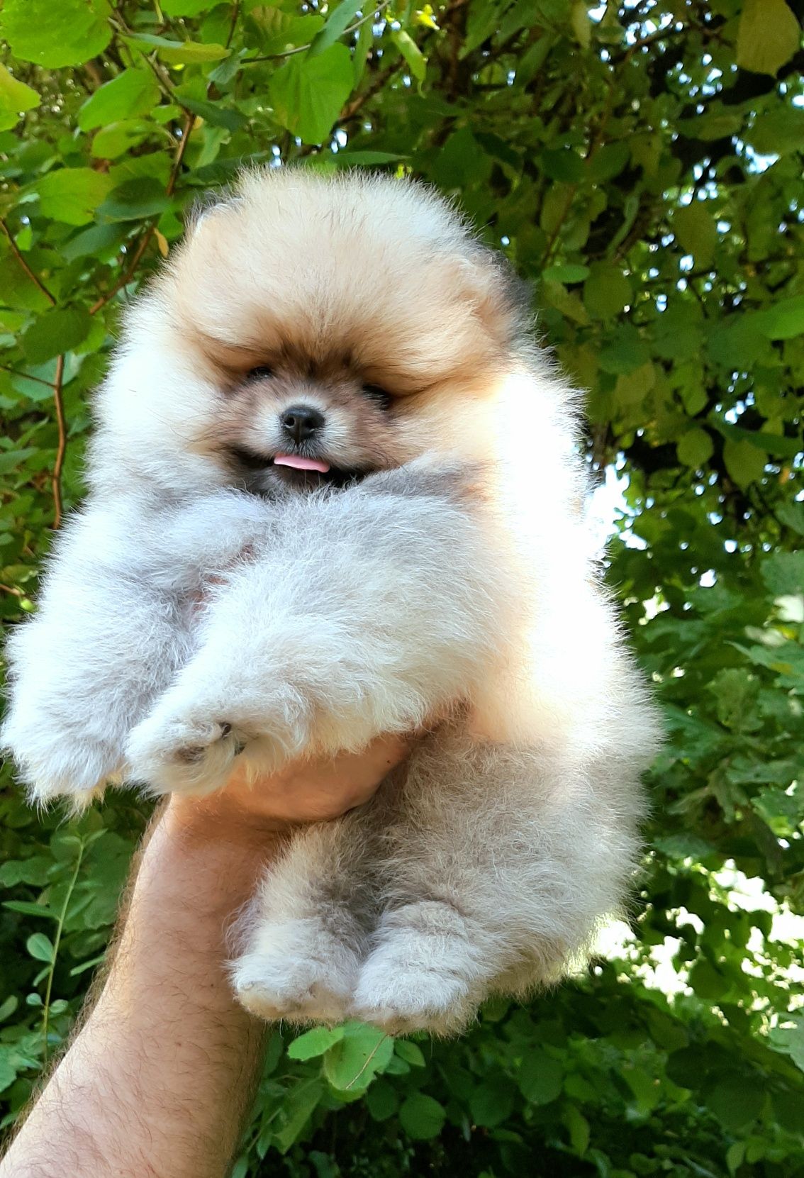 Sunia szpic miniaturowy pomeranian