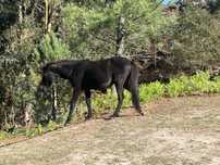 Cavalo troco cabras