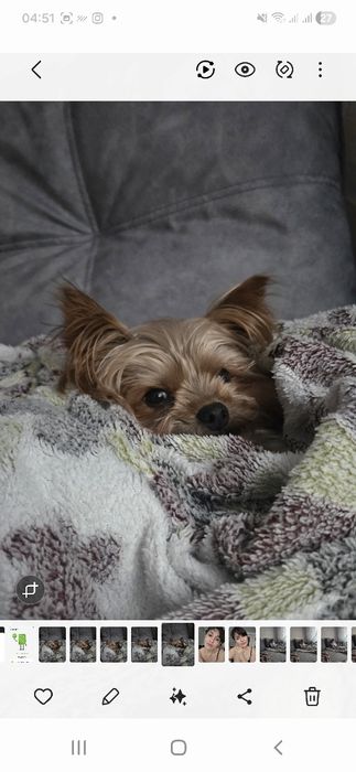 Йорк срочно !!! 3000