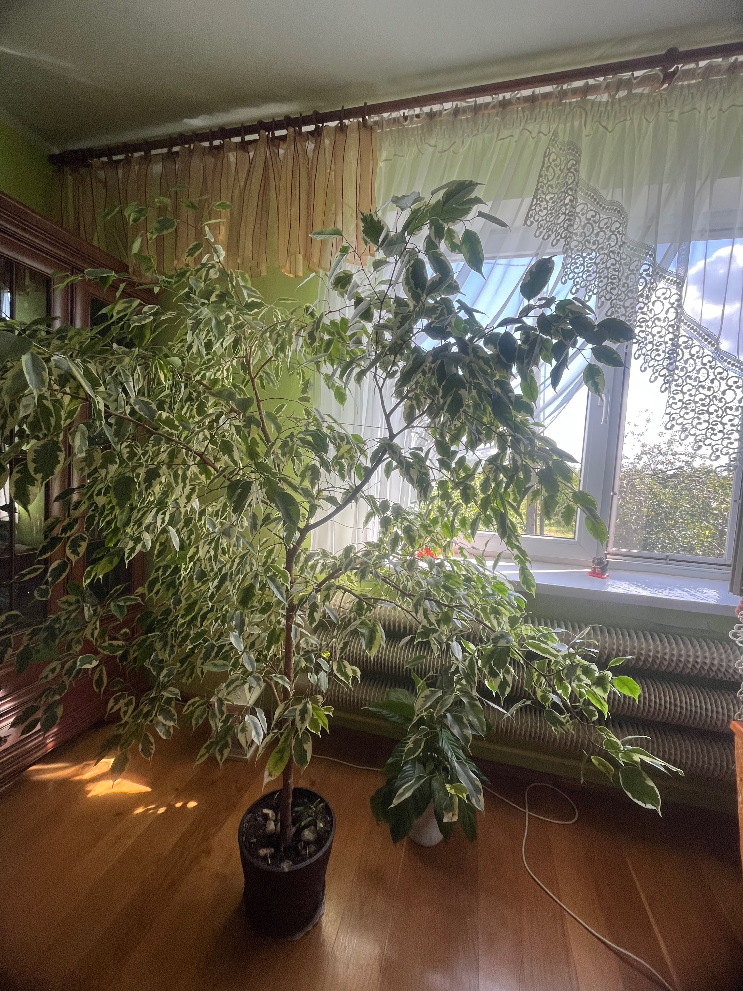 Figowiec benjamina kwiat drzewko