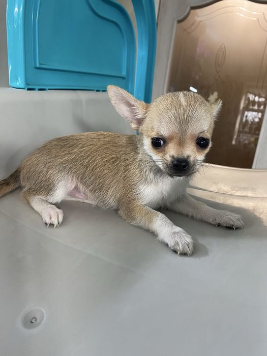 Хлопчик чіхуахуа