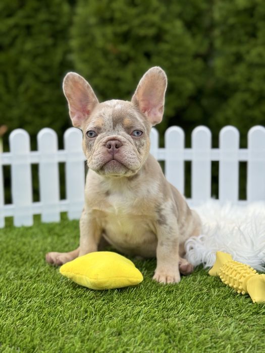 Buldog francuski piesek