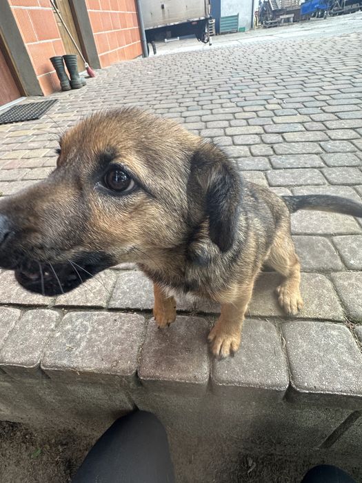 Piesek szczeniak do adopcji