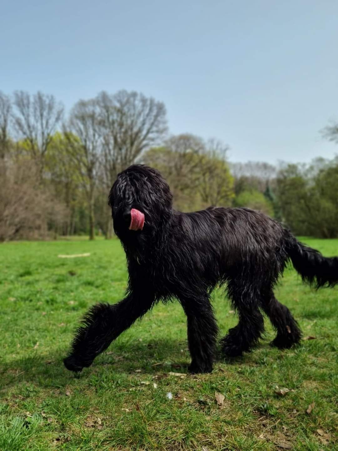 Briard Owczarek Francuski - Szczeniak