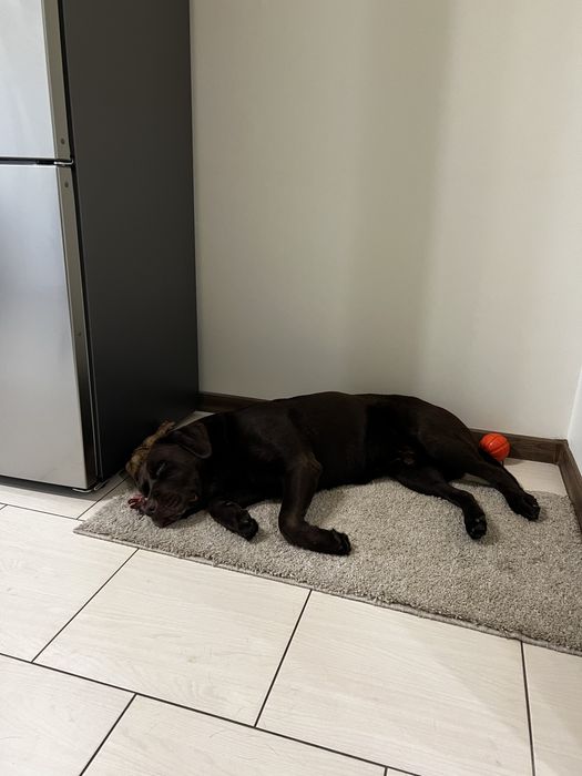 Злучка, вязка лабрадора