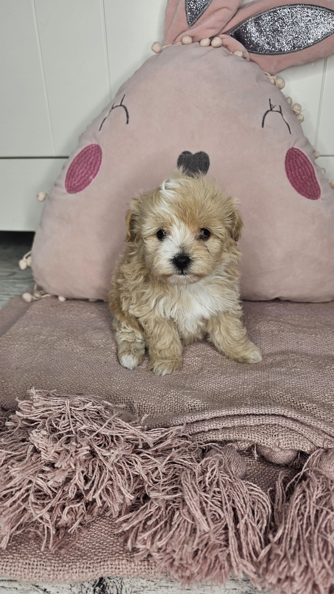 Śliczna dziewczynka Maltipoo