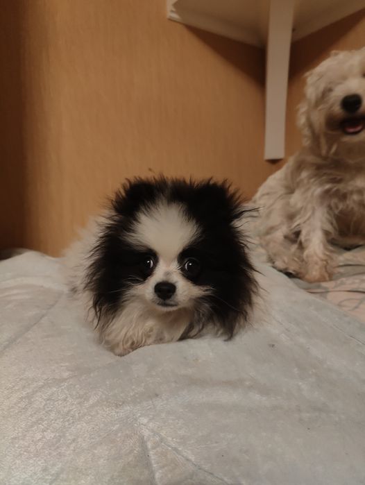 Щенок померанского щпица мальчик