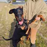 Doberman Pinscher w Rzeszowie szuka domu