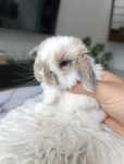 Mini lop karzełek Teddy hodowla zarejestrowana