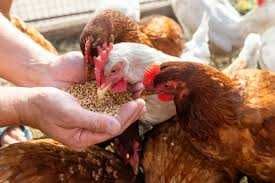Kury Nioski z wolnego wybiegu ! Rosa Dominant Tetra Leghorn ! Dowóz !