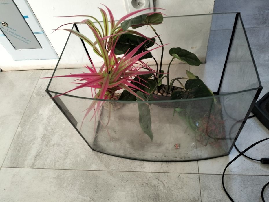 Akwarium z roślinami i kamykami