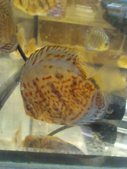 MISIEKZOO Dyskowce - Rozmiar 5 cm / Różne odmiany barwne