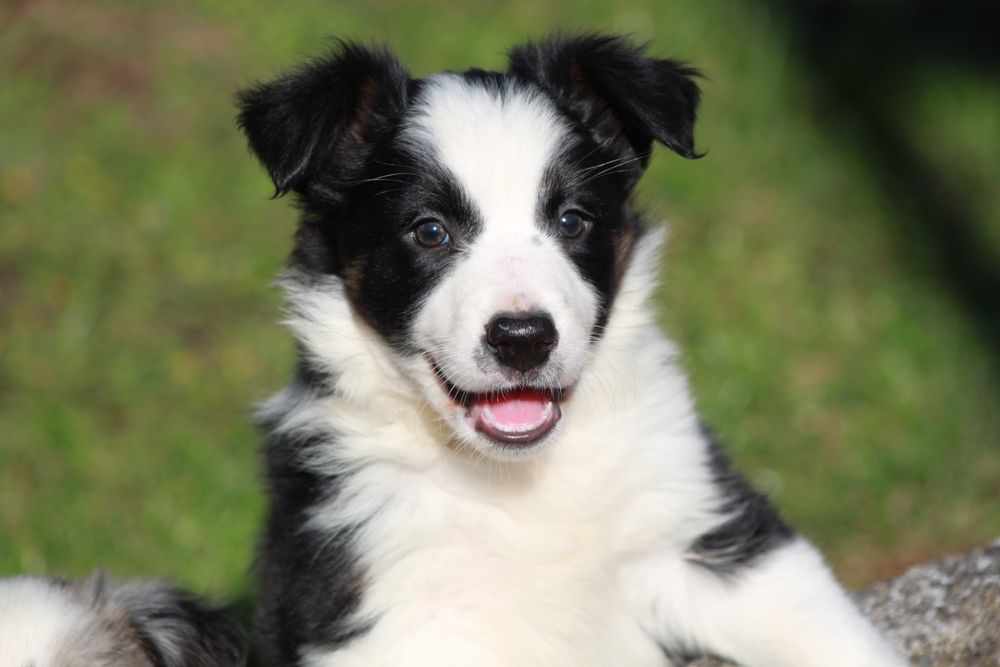 Suczka Border Collie