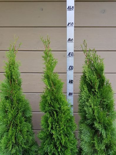 thuja tuja smaragd szmaragd 140 cm grunt