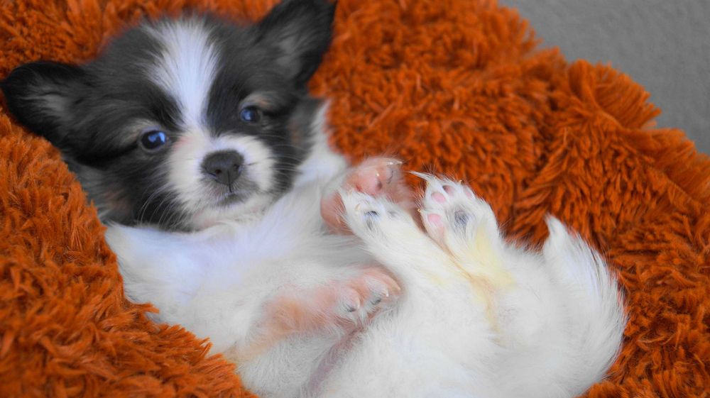 папильон малыш мальчик