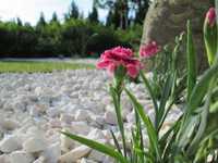 Grys ogrodowy biały Marianna biała kamień naturalny dostawa +głaz