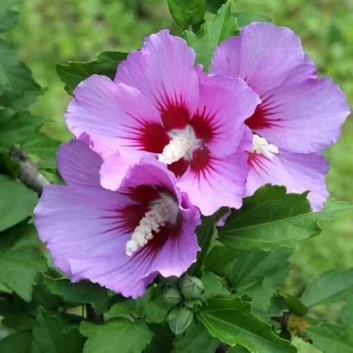 Hibiskus, ketmia syryjska